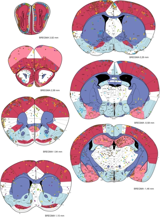 t gondii cysts